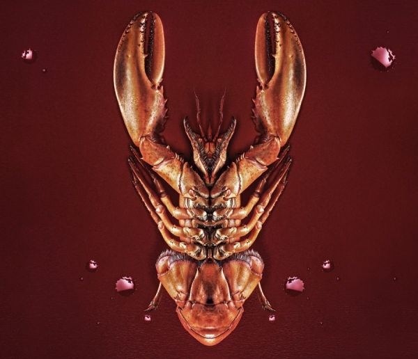Photograph Kristian Aorta Marco Aorta Sea Life on One Eyeland